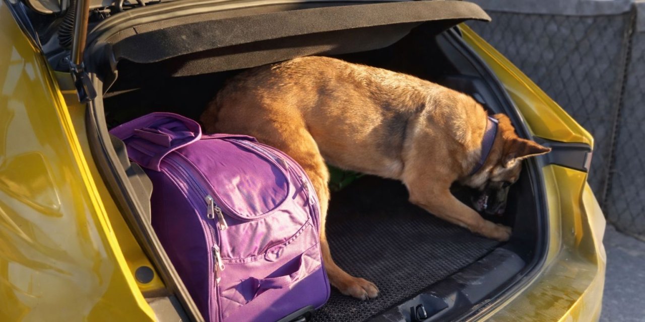 Gizlenen uyuşturucuyu hasas burunlu "Pera" buldu