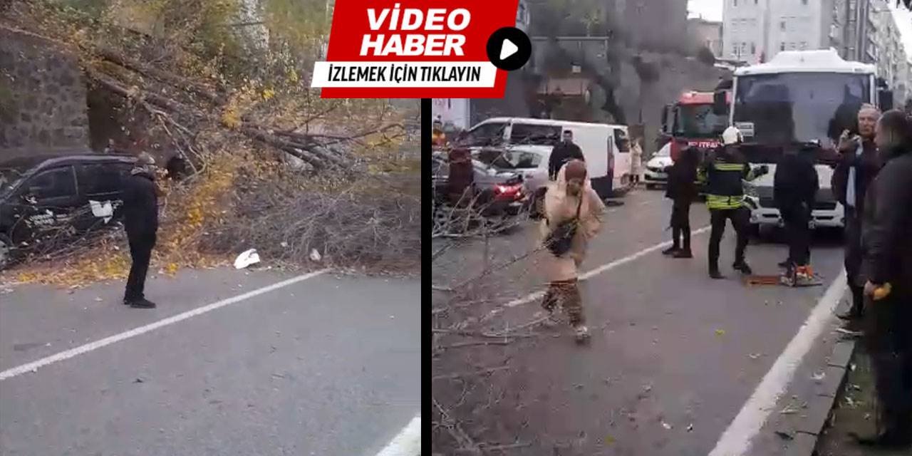 Samsun'da fırtına ağaçları devirdi