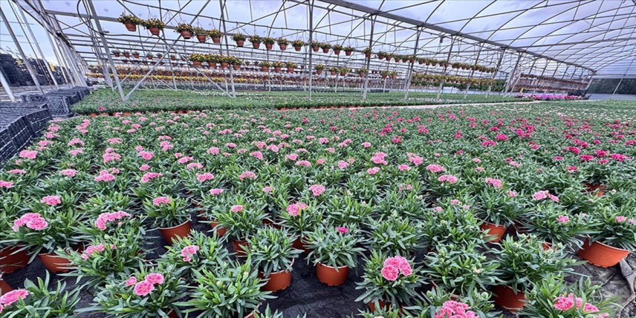 Süs bitkileri ihracatı arttı