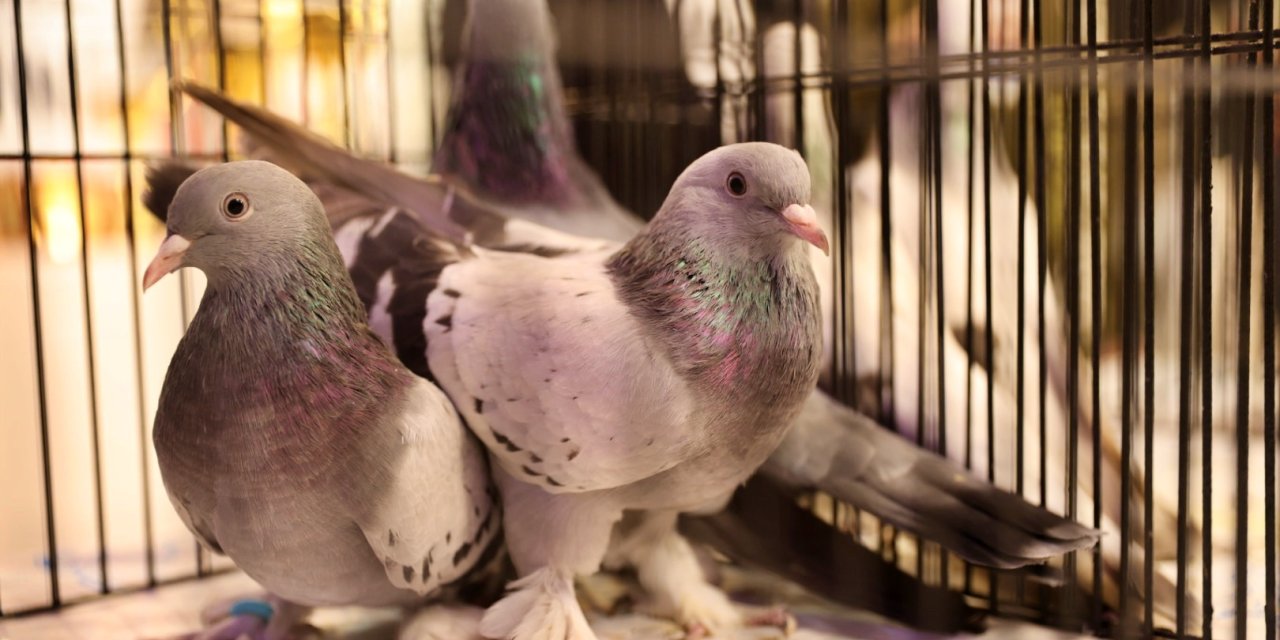 Güvercin severler Samsun'da bir araya geldi