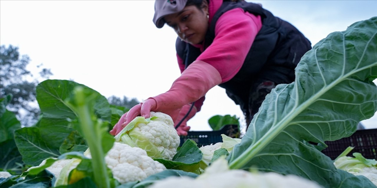 Tarımsal destekleme ödemesi bugün yapılacak