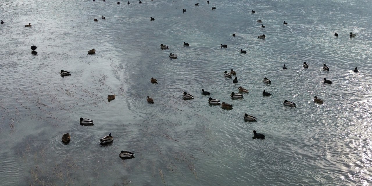 Yaban ördeği yoğunluğu dronla görüntülendi