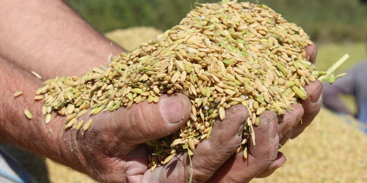 Çeltik alım fiyatları açıklandı