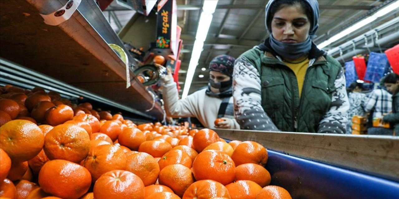Narenciye ihracatı dikkat çekti