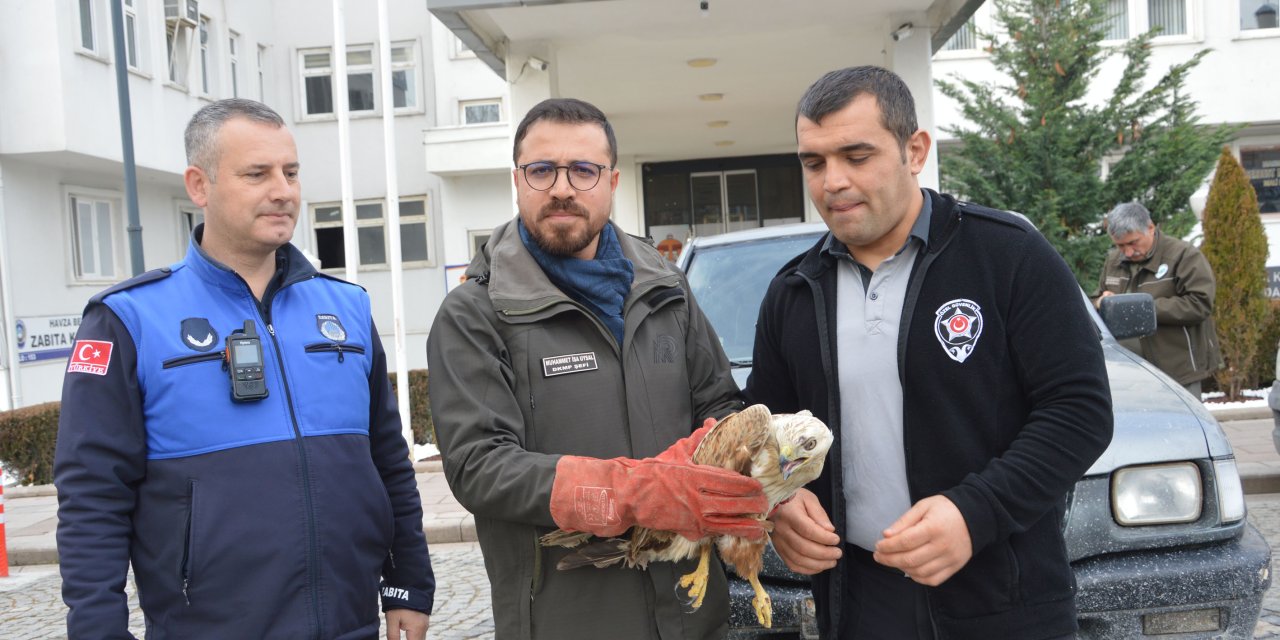 Yaralı bulunan şahin koruma altına alındı