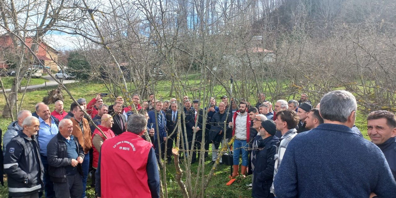 19 Mayıs ilçesinde fındık budama eğitimi verdi