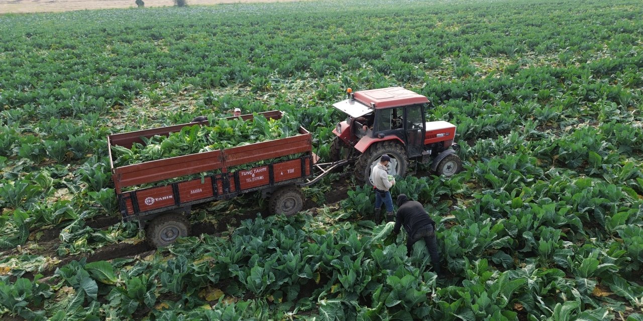 Karnabahar hasadı devam ediyor