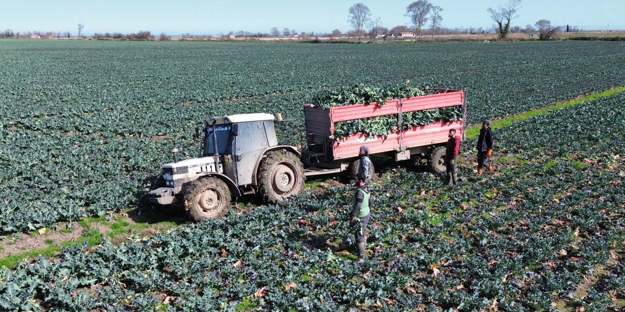 Samsun'da brokoli hasadı devam ediyor