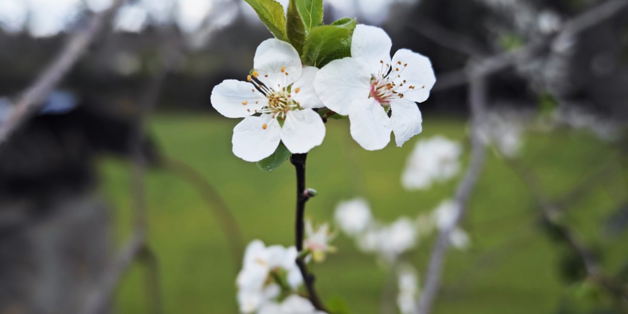 Samsun'da erik ağaçları çiçek açtı