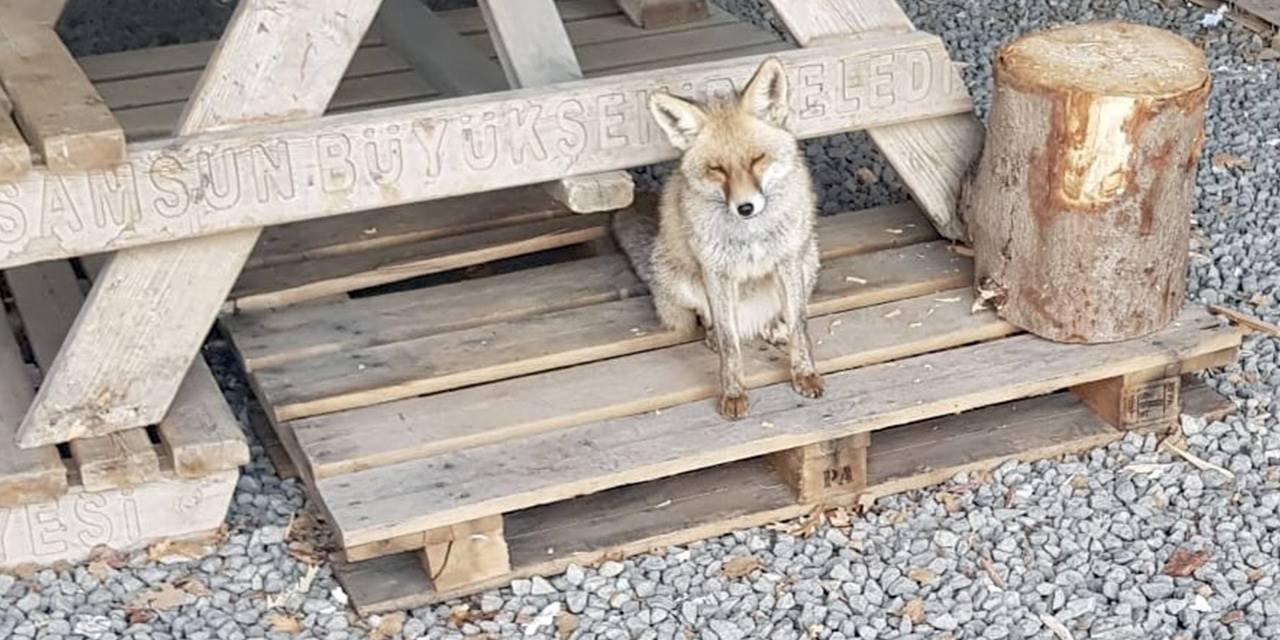 Tilki "Barut" polislerle dost oldu