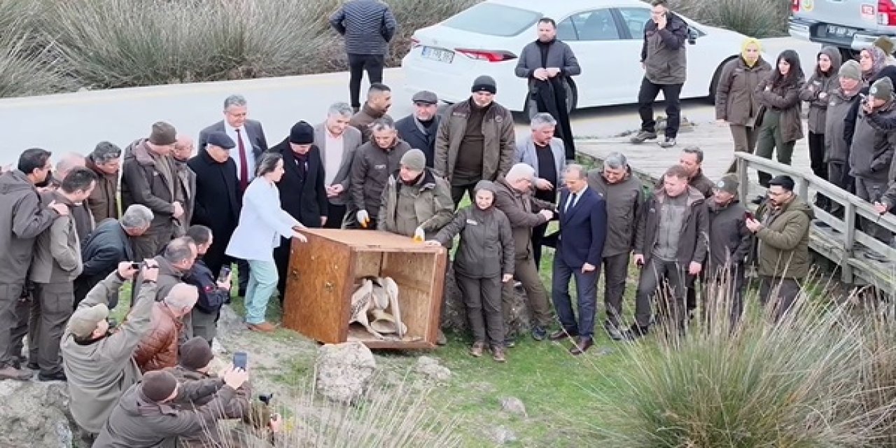 Tedavi edilen pelikanlar doğaya bırakıldı