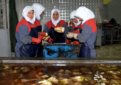 Pekmezi beğendi fabrikası kurdu