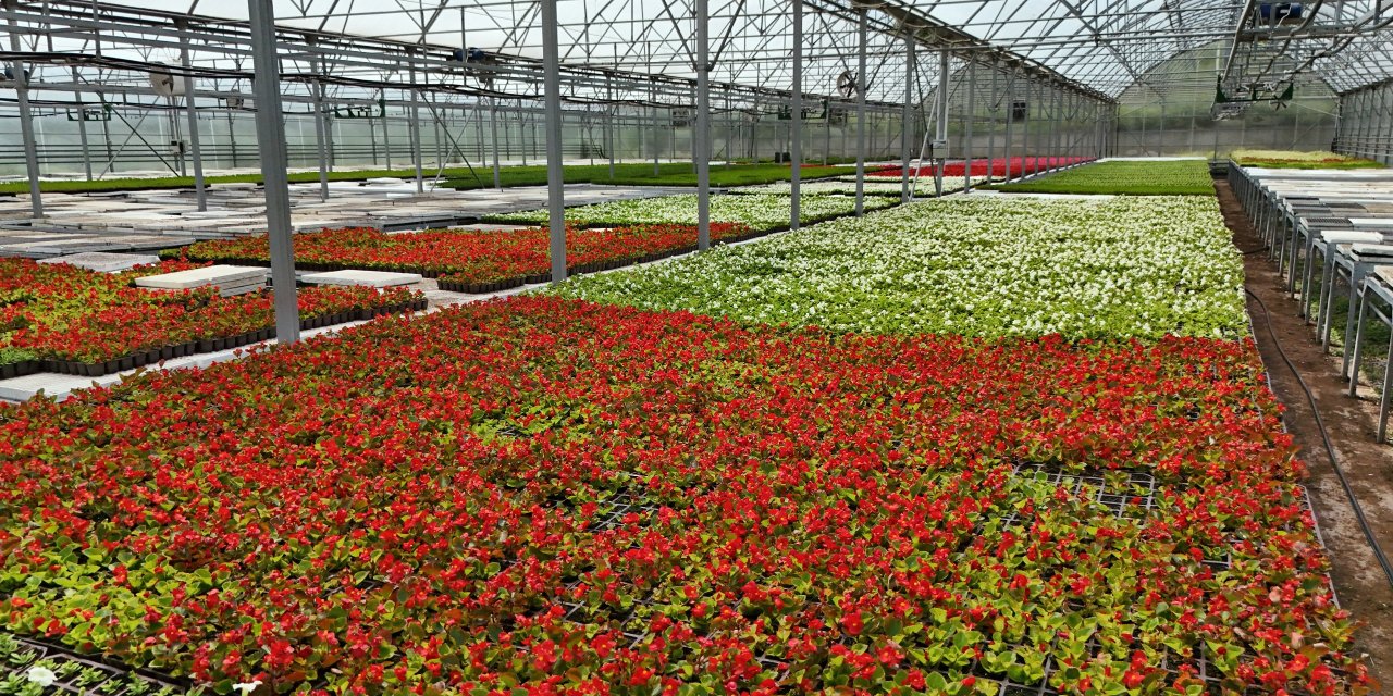 Çöpten elde edilen ısıyla seralarda çiçek üretiliyor
