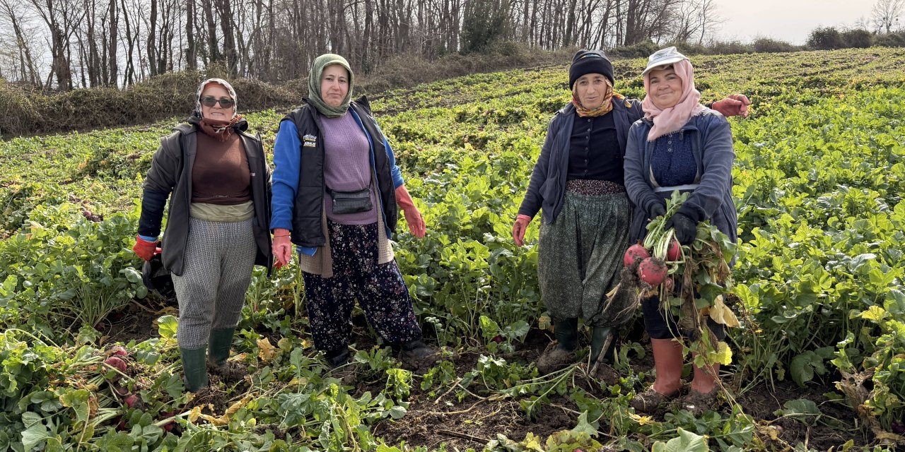 Samsun'da Bedeş turpu hasadı devam ediyor