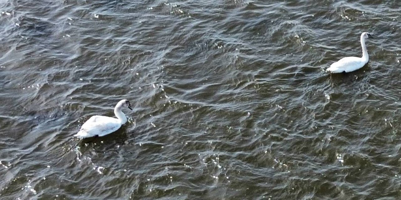 Kuşların kuluçka dönemi başladı