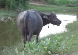 Manda yuva yapmalı buralara