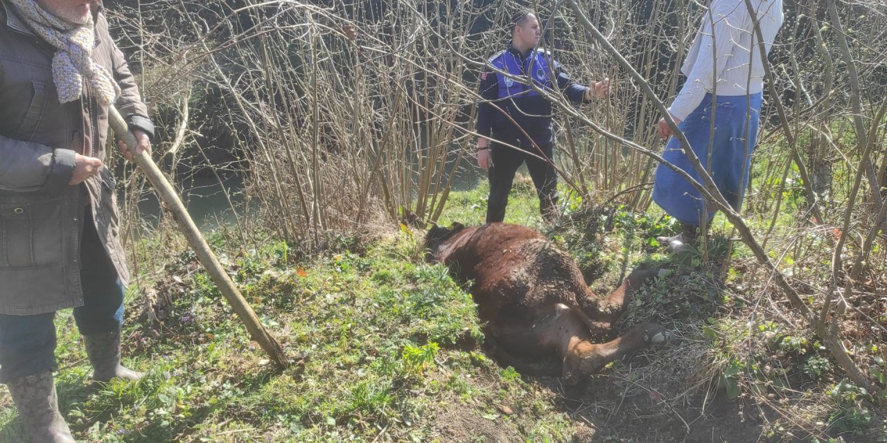 Zabıta ekipleri kanala düşen ineği kurtardı