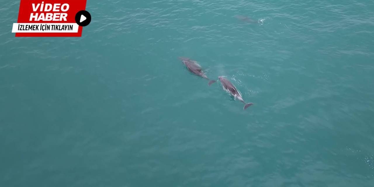 Karadeniz'de su yüzeyine çıkan yunuslar görüntülendi