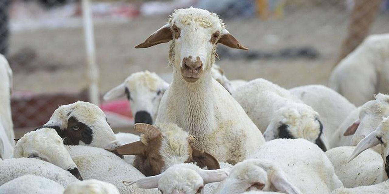 Başvurular önümüzdeki ay başlayacak