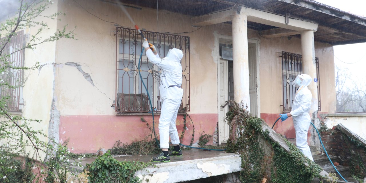 Kahverengi kokarcalar imha ediliyor