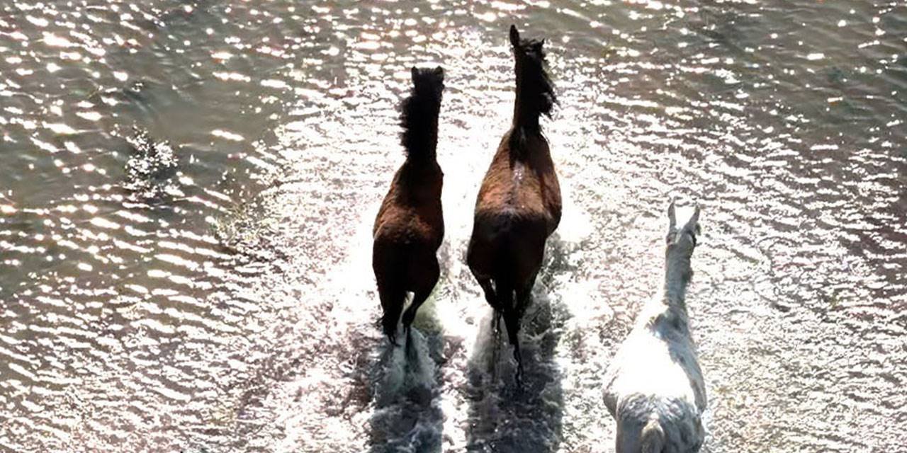 Kızılırmak Deltası’nda yılkı atları görüntülendi