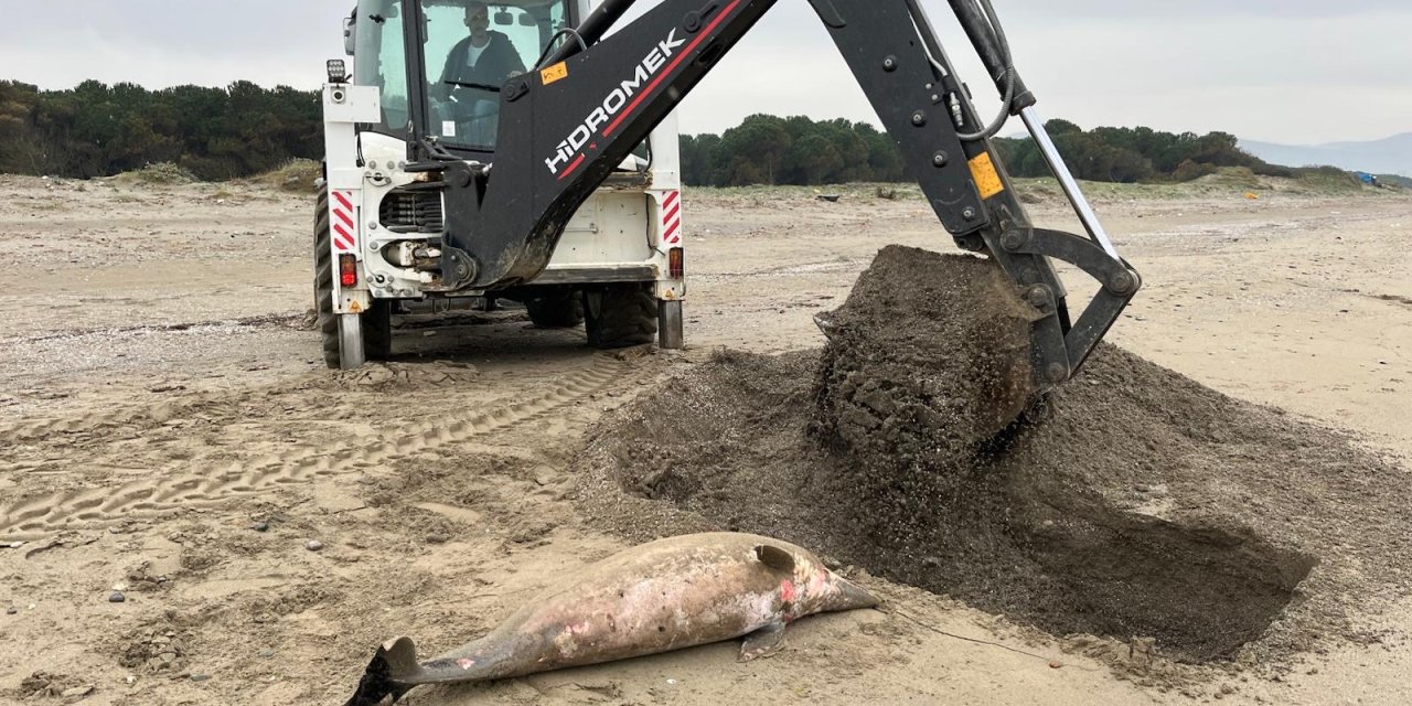 Samsun'da ölü yunus sahile vurdu