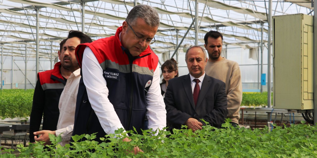 Topraksız tarımla yetiştirilen maydanozun hasadı yapıldı
