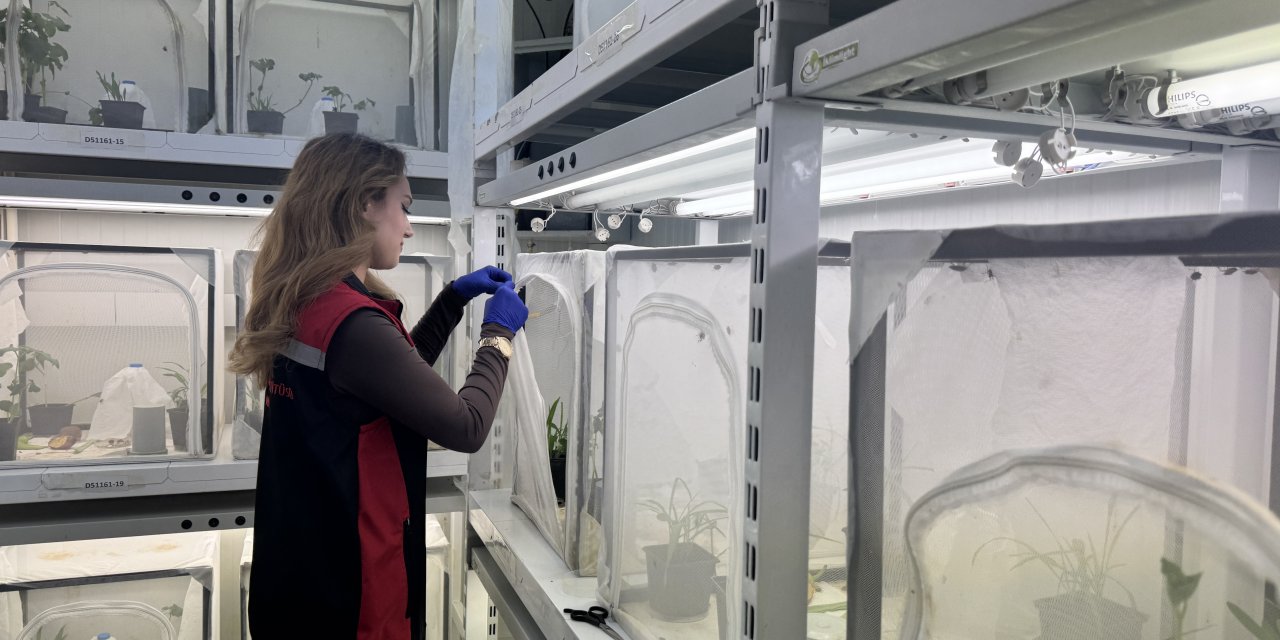 Kahverengi kokarcayla mücadele kapsamında 40 ilde doğaya 1 milyon 650 bin samuray arısı salınacak