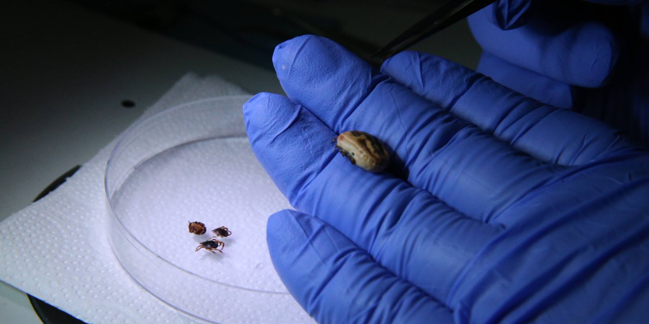 Kene türlerinin özellikleri kayıt altına alındı