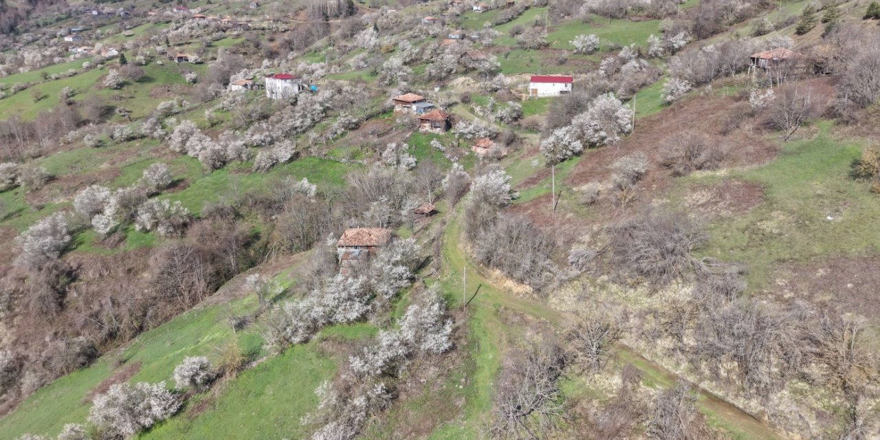 Kızlan mevkisinde meyve ağaçları çiçek açtı