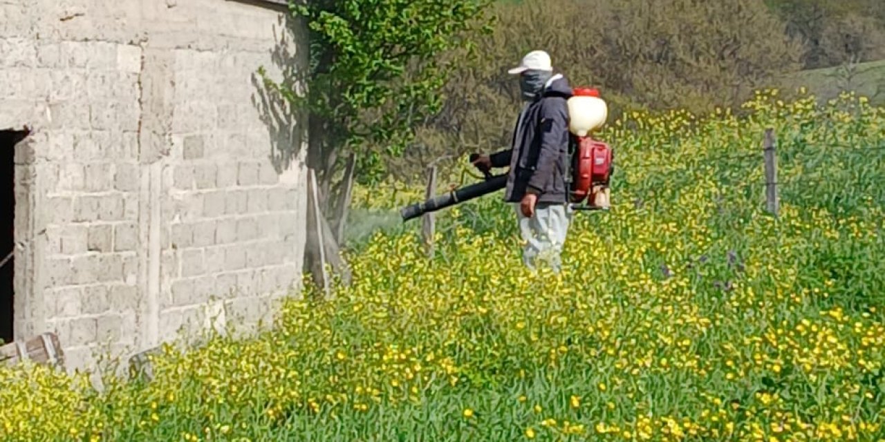 Kahverengi kokarca ile mücadele çalışmaları sürüyor