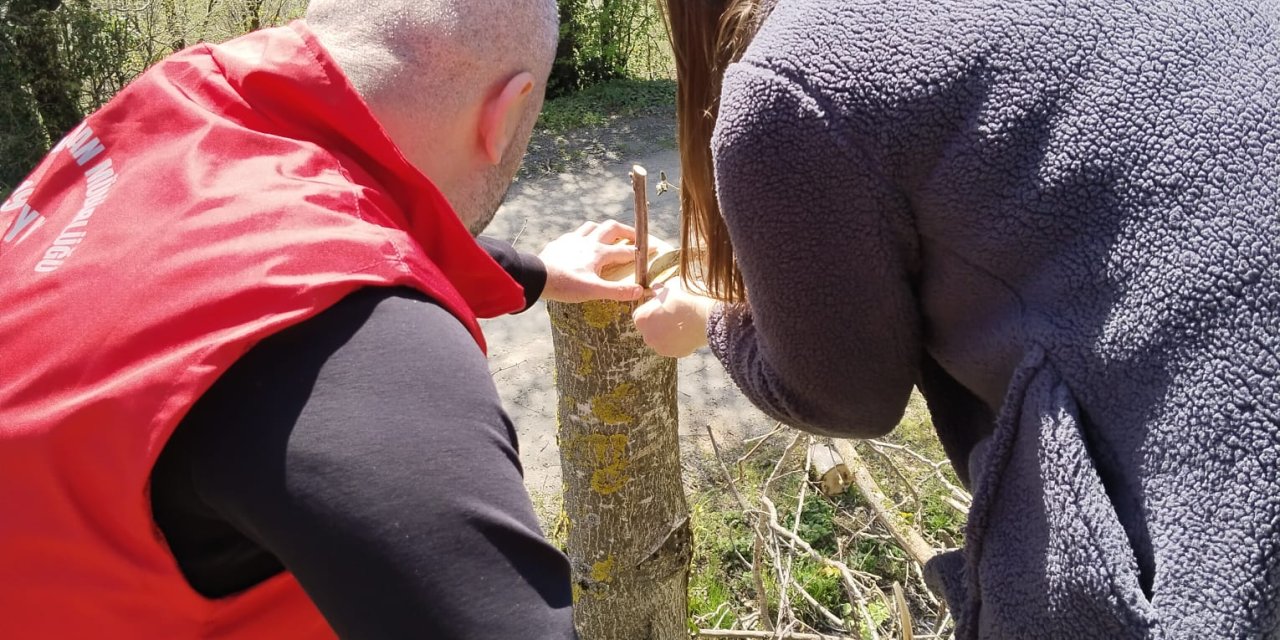 19 Mayıs'ta cevizde verim artışı için aşılama çalışması yapılıyor