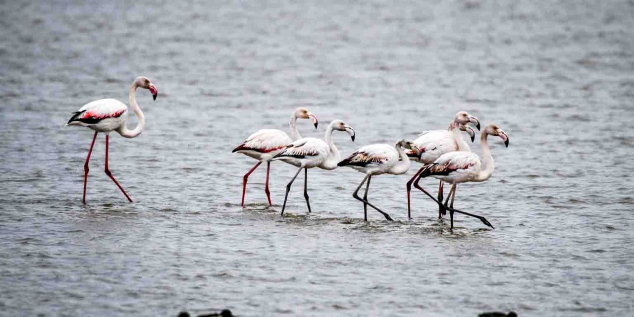 Flamingoların gelişi ile görsel şölen başladı