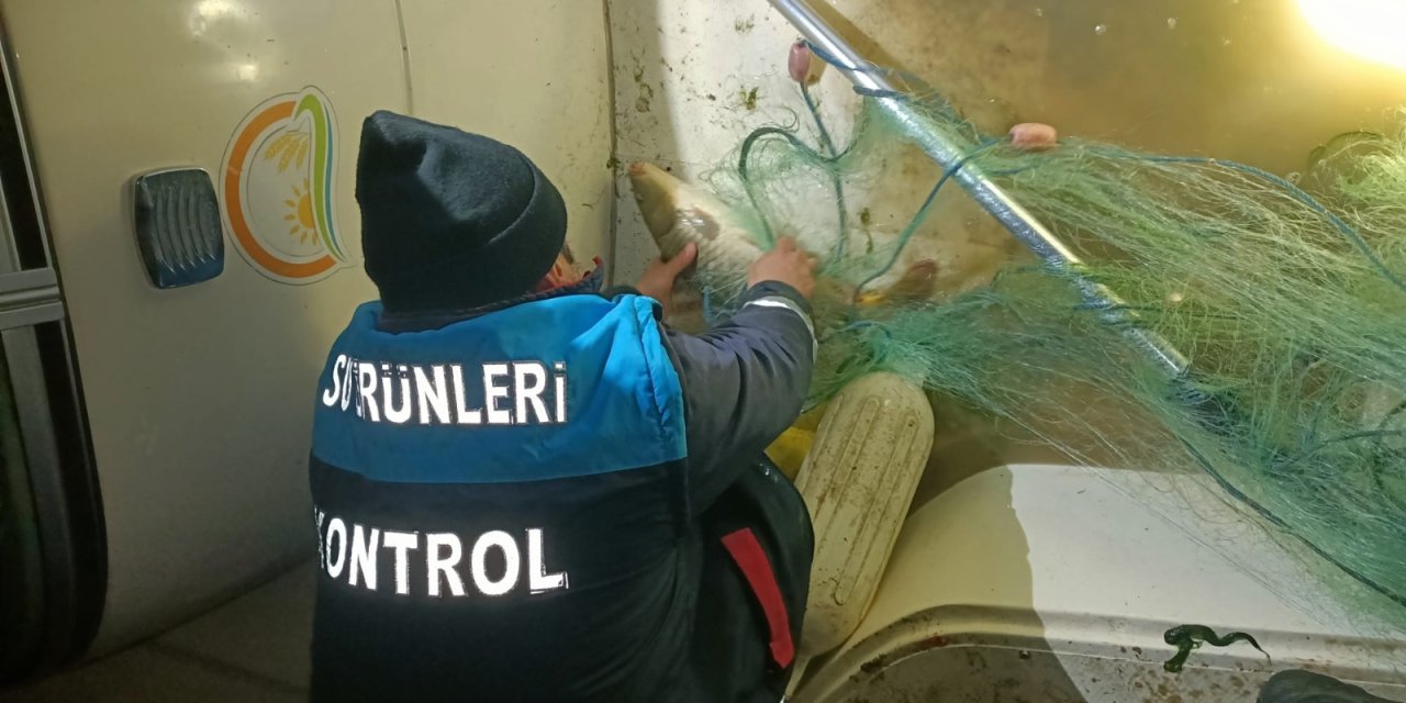 Kaçak olarak yakalanan 60 kilo sazan göle salındı