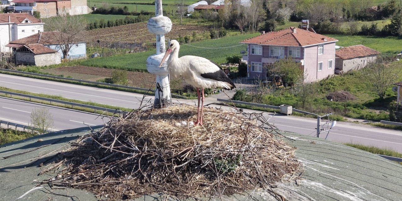 Cami kubbesi 15 yıldır leyleklere yuva oluyor