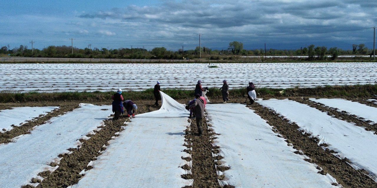Kavun ve karpuz fideleri toprakla buluşuyor