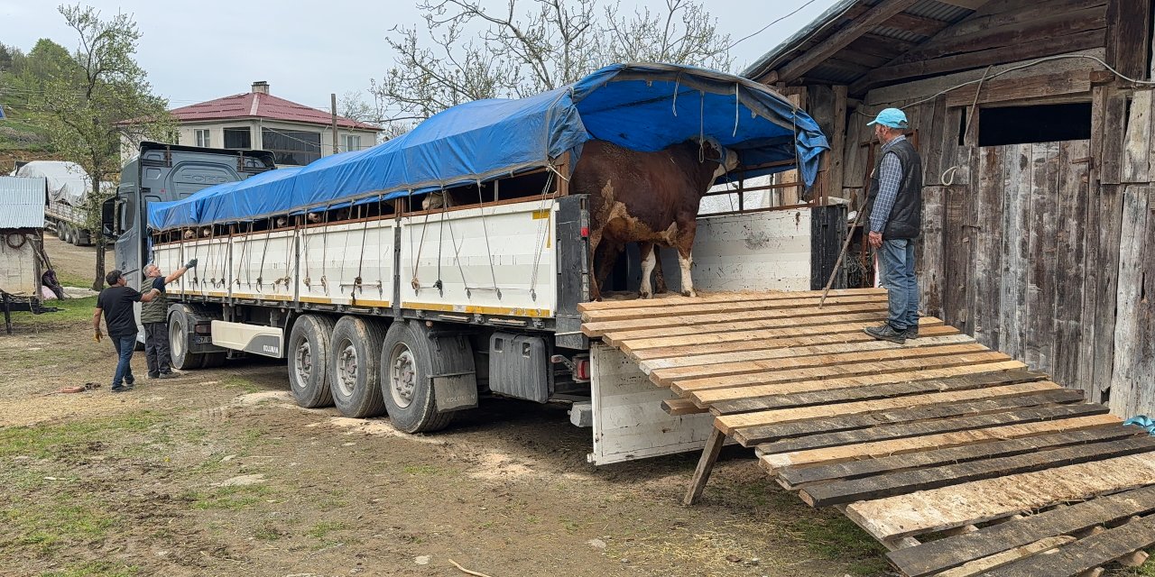 Kurban Bayramı öncesi kurbanlıkların sevkiyatı başladı