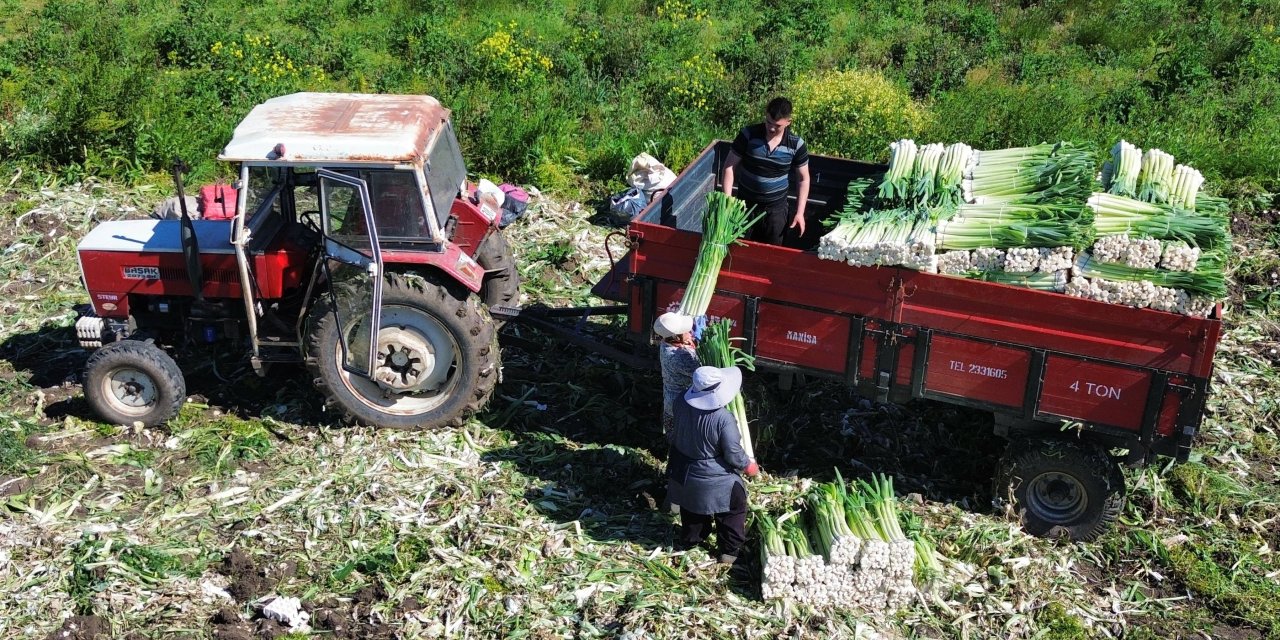 Bafra Ovası'nda pırasa hasadında sona gelindi