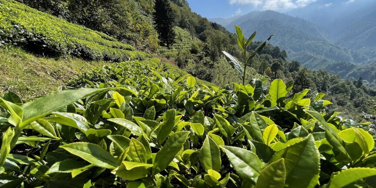 ÇAYKUR kampanyanın ilk gününde yaklaşık 900 ton yaş çay aldı