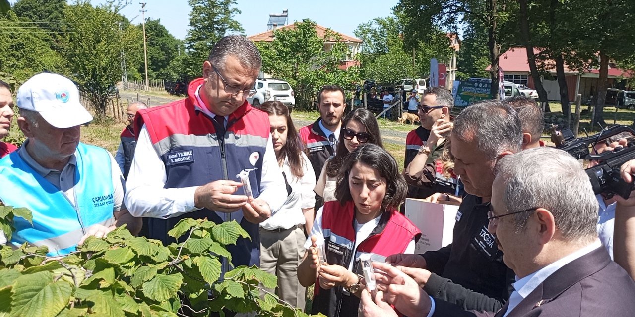 Biyolojik mücadele için doğaya samuray arıcığı salındı