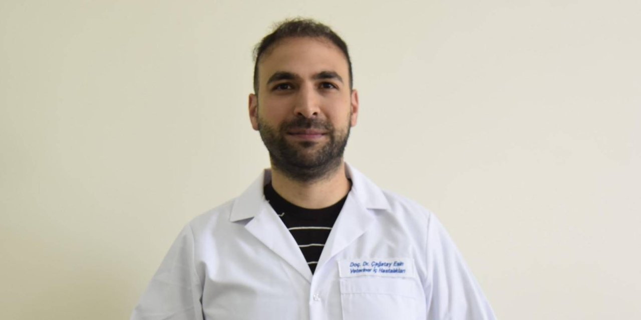 Kedilerde ölümcül FIP hastalığı daha kolay tedavi edilebiliyor