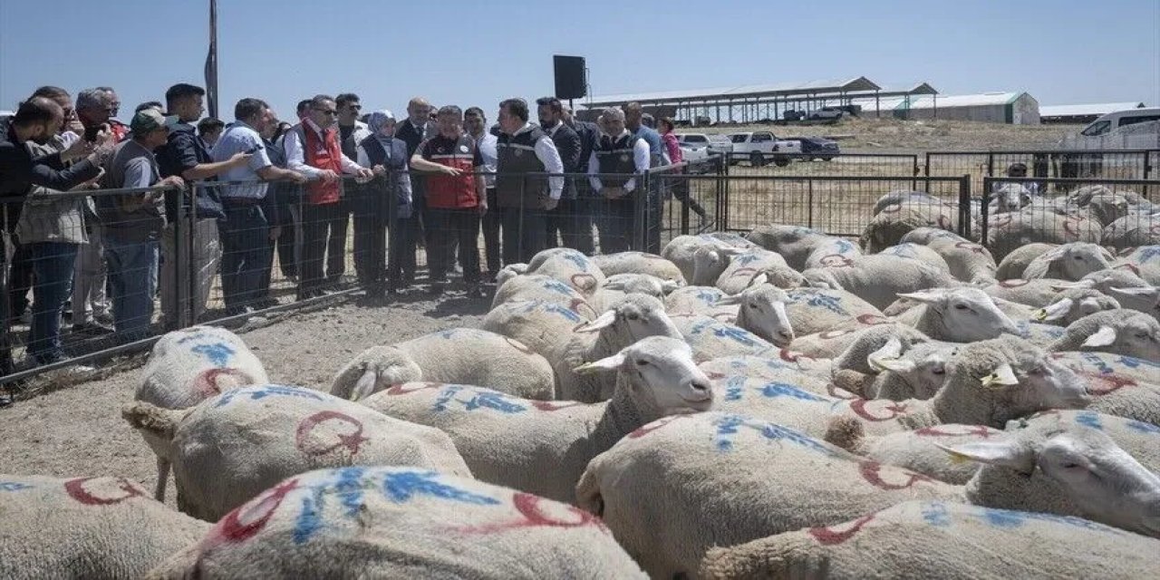 İlk hayvanların teslim töreni yapıldı