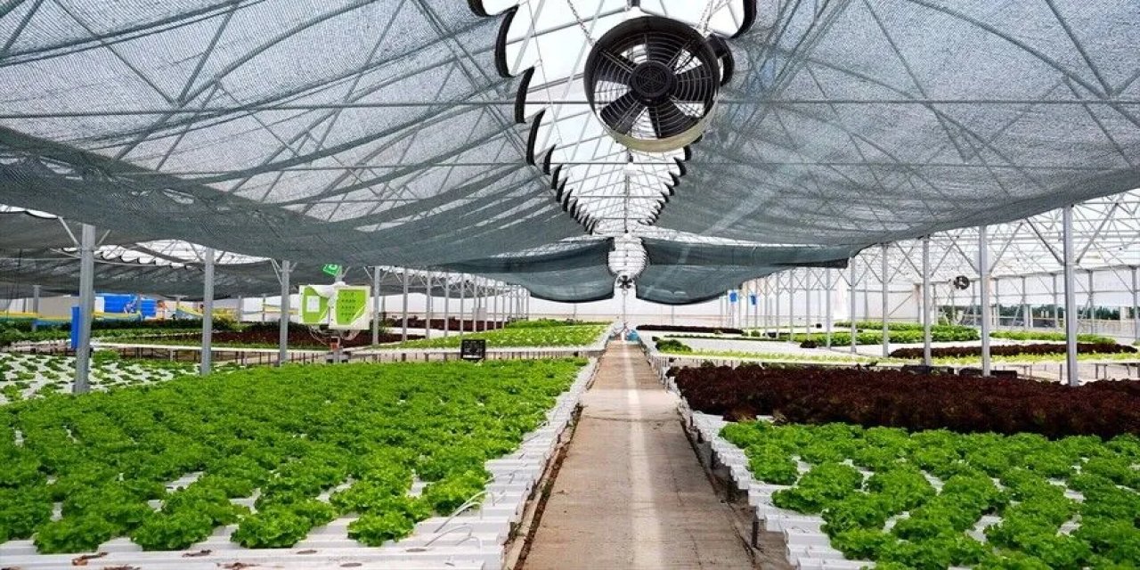 Su tasarrufu ve düşük maliyet, topraksız tarıma ilgiyi artırıyor