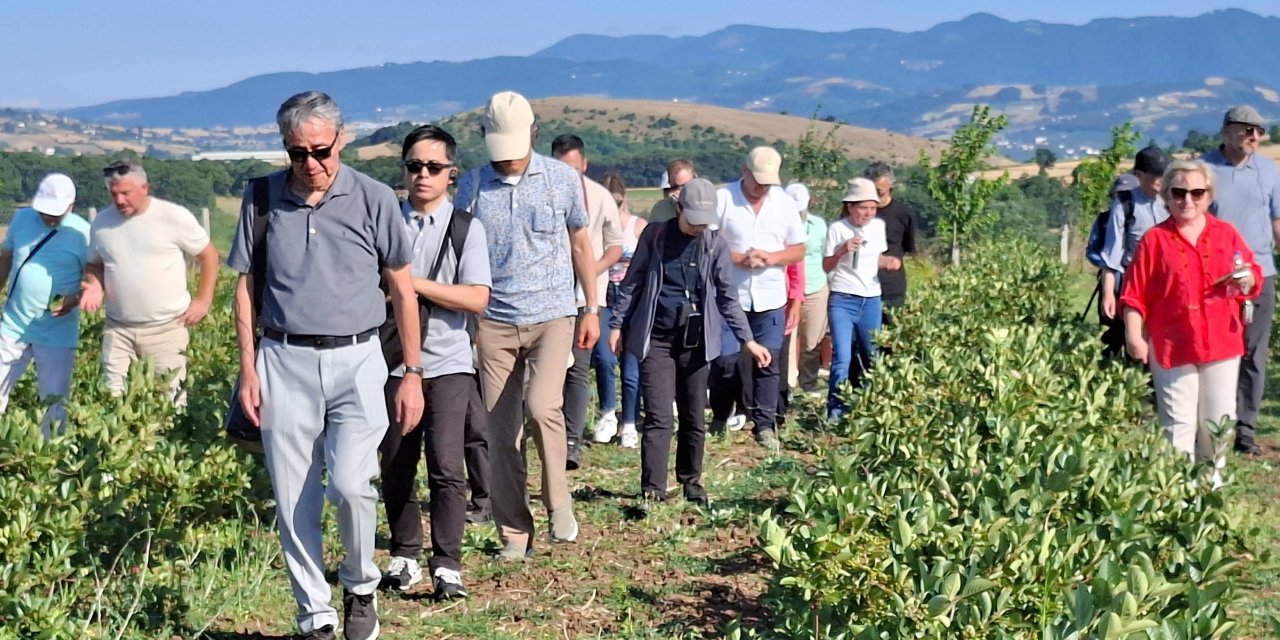 Samsun'da doğaya uğur böceği salındı
