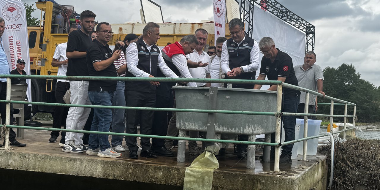 Nesli tehlike altındaki mersin balığı yavruları Yeşilırmak'a salındı