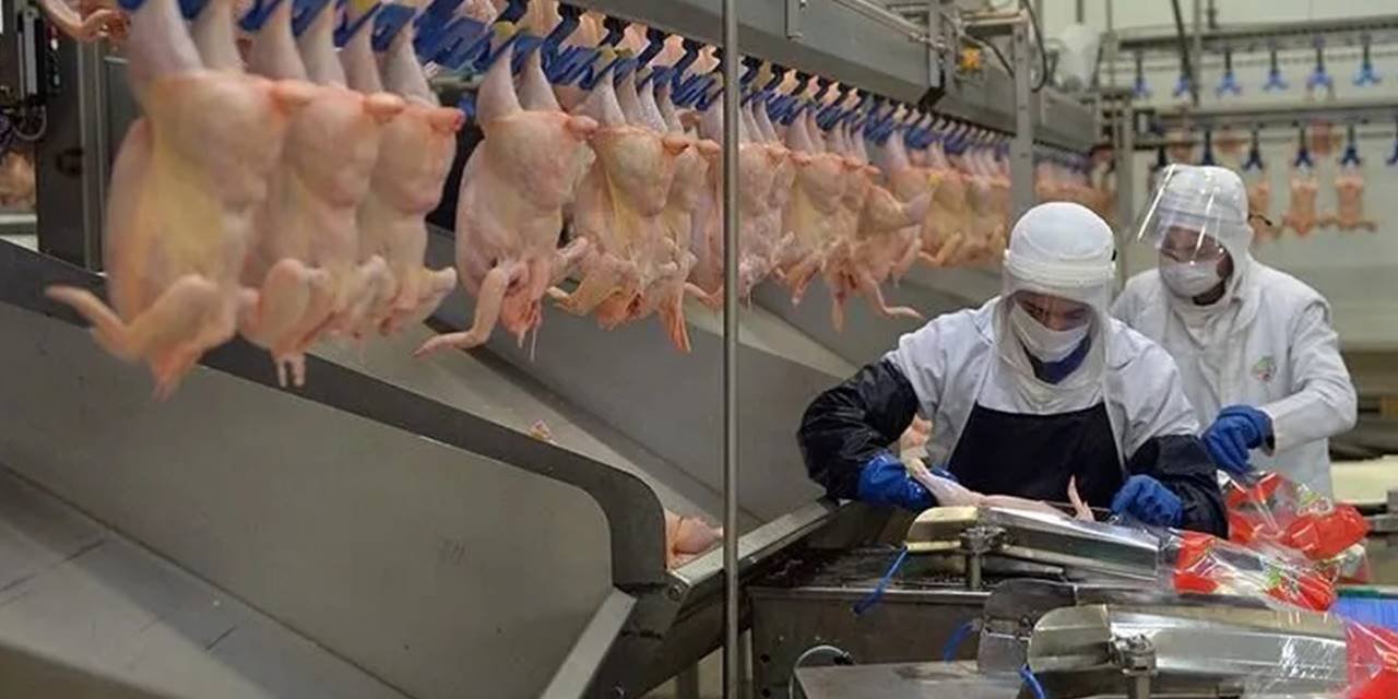 Tavuk eti üretimi yıllık bazda azaldı