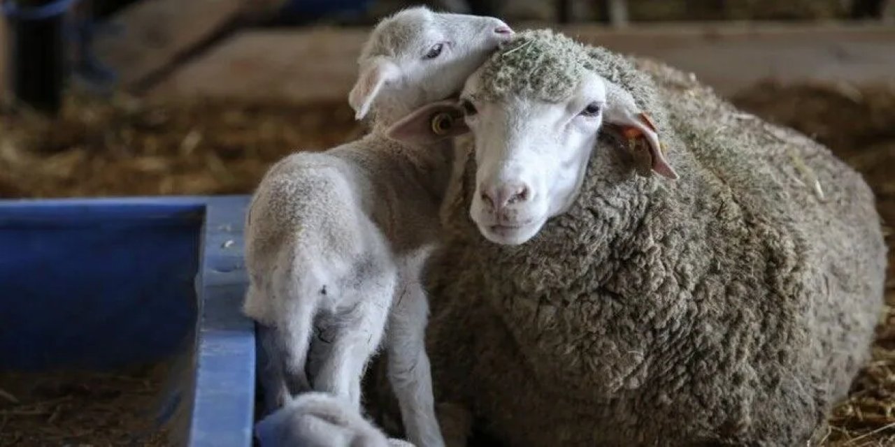 TİGEM 60 bin kilogram merinos yapağı satacak