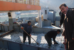 Karadeniz istavrit kaynıyor