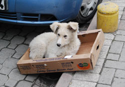 Rahatına düşkün köpek ilgi gördü