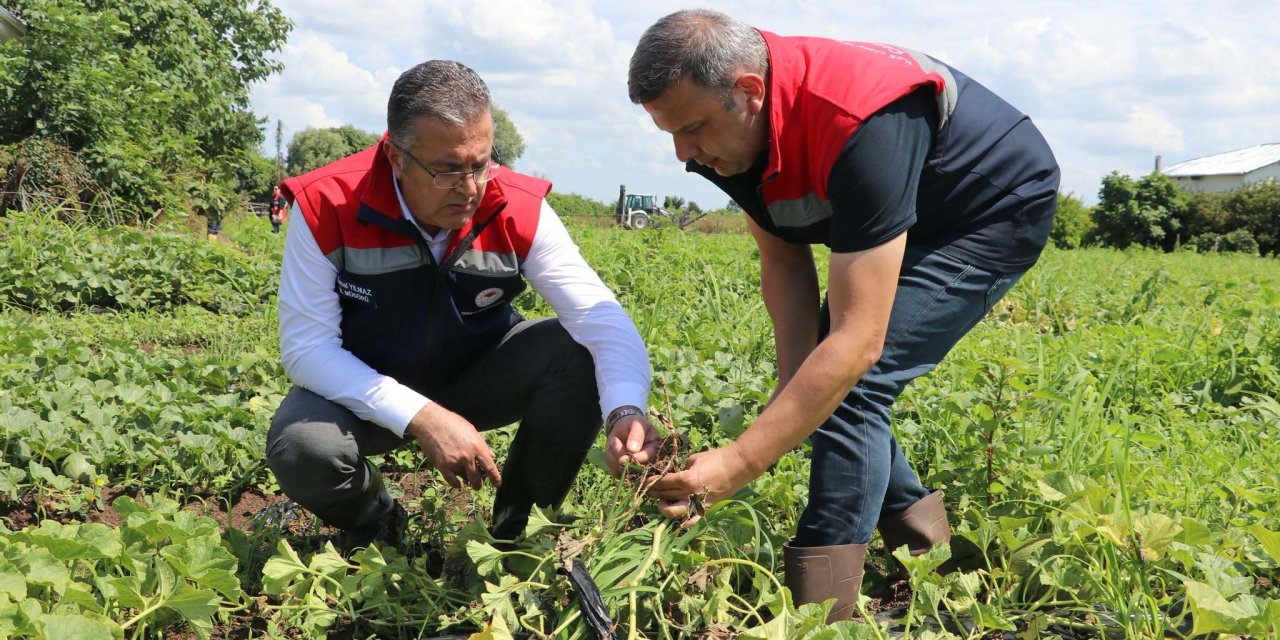 Çarşamba ilçesinde yağıştan etkilenen tarım alanlarında hasar tespiti sürüyor
